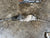 Scatola di sterzo Citroen C4 Picasso 1.6 hdi 2007 - F&P CRASH SRLS - Ricambi Usati